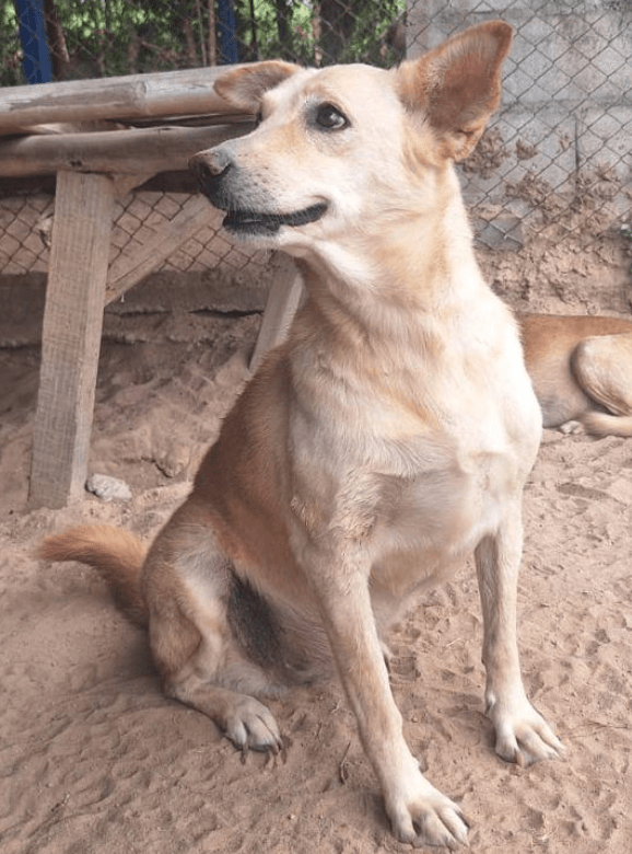 Femme serrant un chien à Saved Souls
