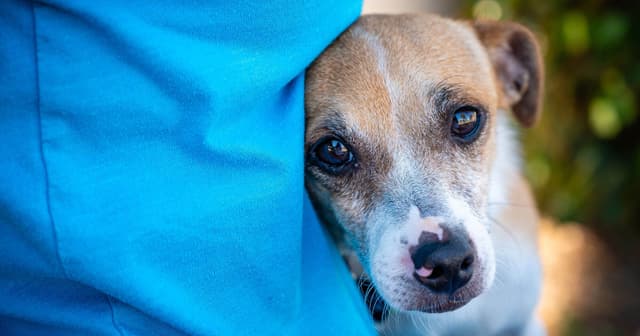 Deutscher Tierschutzbund