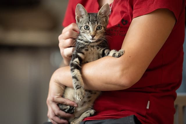 Wiener Tierschutzverein