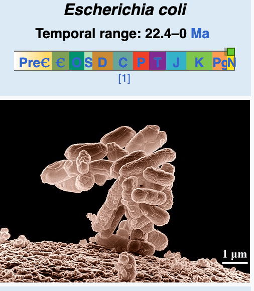 E. coli (microscope)
