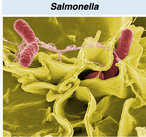 Salmonella (กล้องจุลทรรศน์)