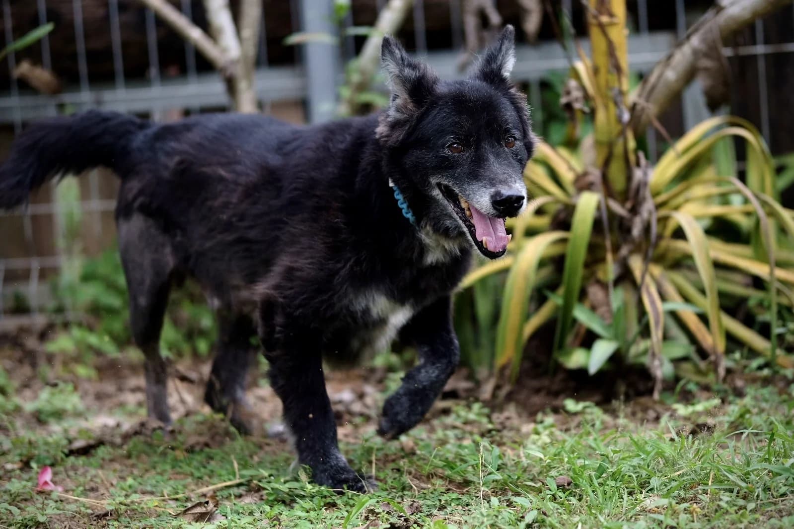 Un perro rescatado en Saved Souls Foundation, feliz y curado
