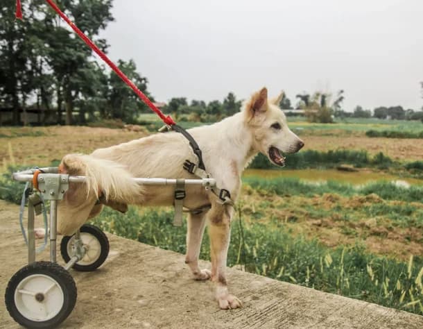 Dog with wheelchair at Saved Souls