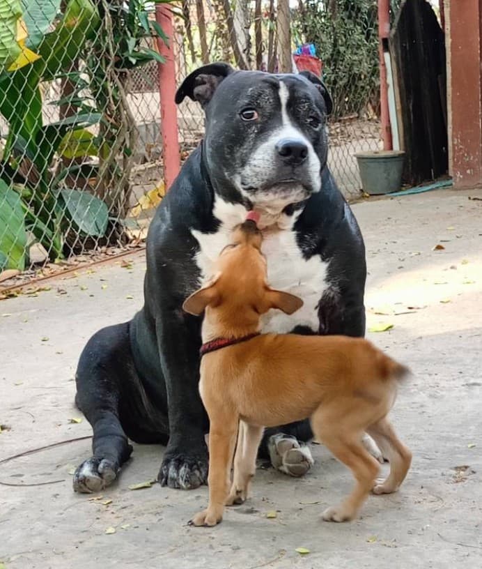 Two dogs caring for each other