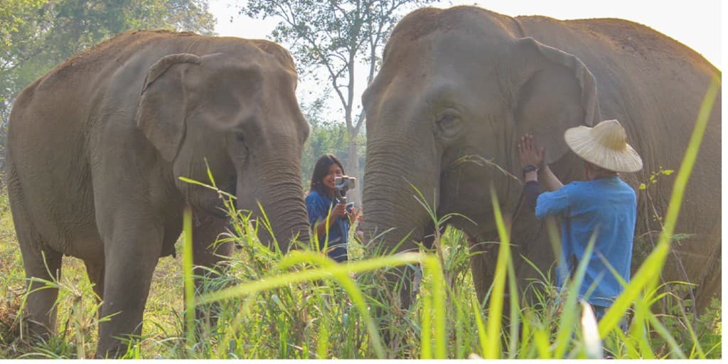 Elephants in a natural setting in Thailand, with caretakers