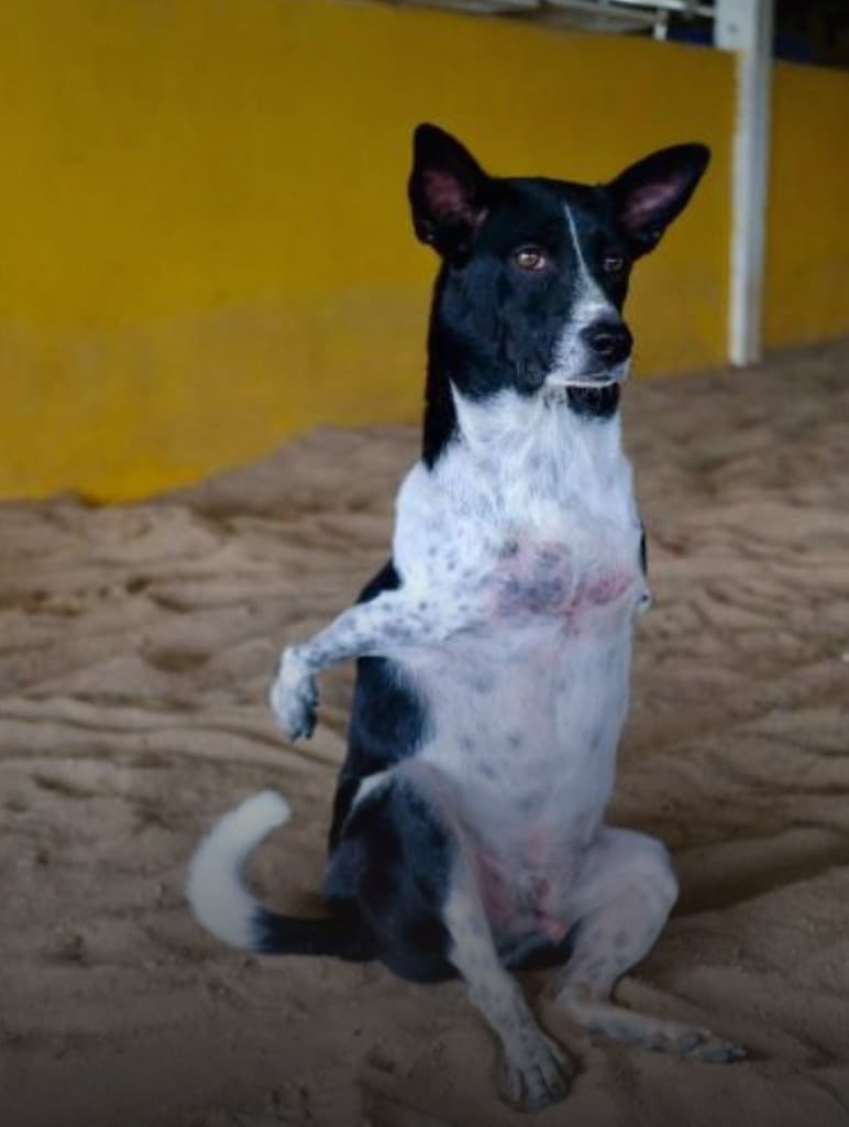 Bin sitting upright — one of 50+ disabled and wheelchair dogs in daily sanctuary care