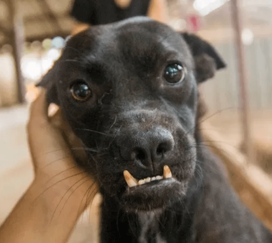 Close-up of a rescued black dog — specialized care for disabled and difficult cases other shelters turn away