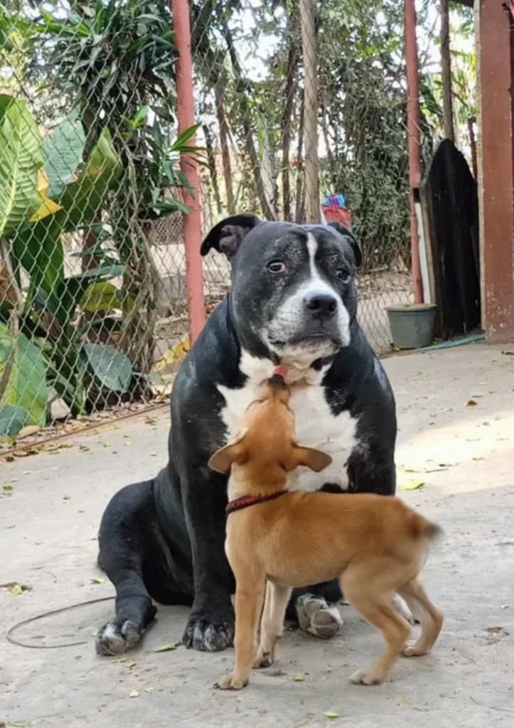 Rescued street dogs greeting at the sanctuary — survivors of neglect and the dog meat trade