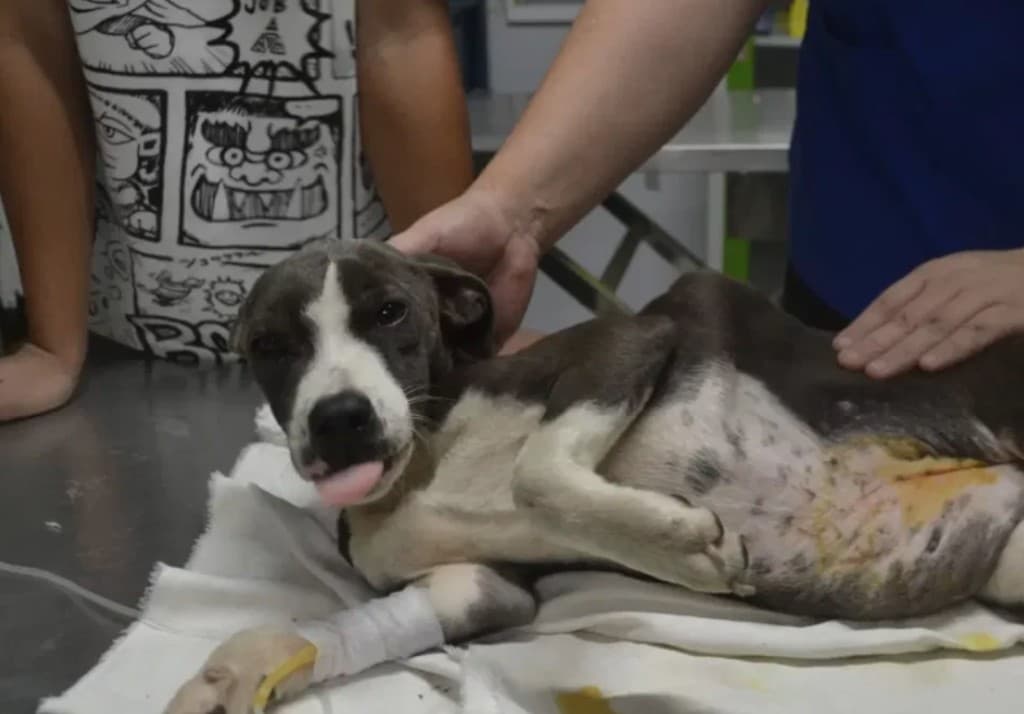 Puppy receiving veterinary care with IV fluids during daily rehabilitation at the sanctuary clinic