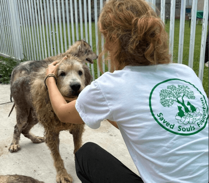 Volunteer in a Saved Souls Foundation shirt gently comforting a scruffy rescued dog at the sanctuary fence