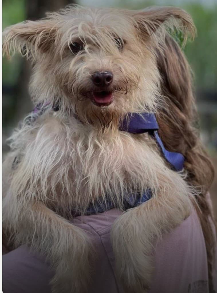 Volunteer holding a rescued dog's face in the grass — Saved Souls is a registered Thai charity since 2017
