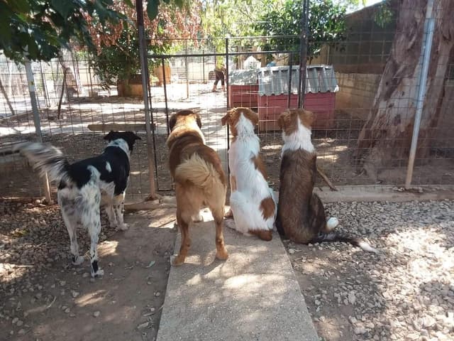 Porto Rafti Dog Rescue