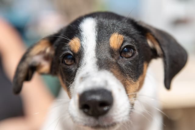 SOS Animals Sweden