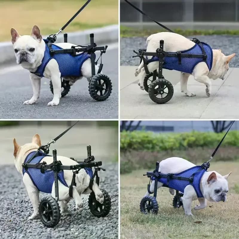Rescued dog with wheelchair in action – Saved Souls Foundation
