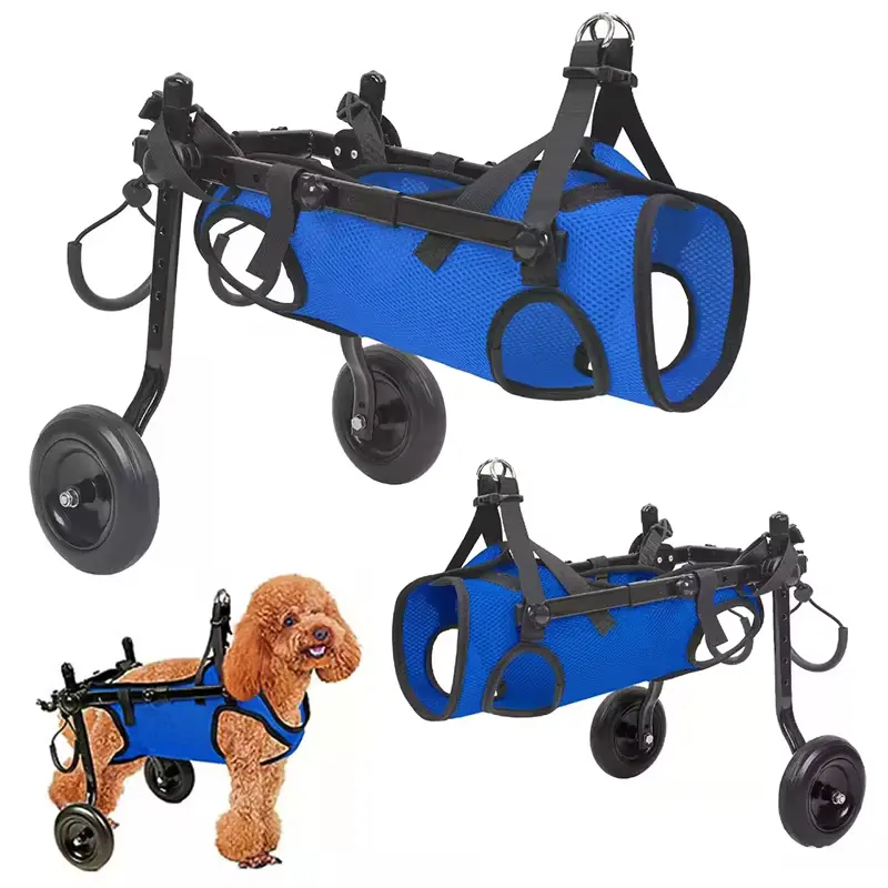 Dog in blue wheelchair – mobility for paralysed pups