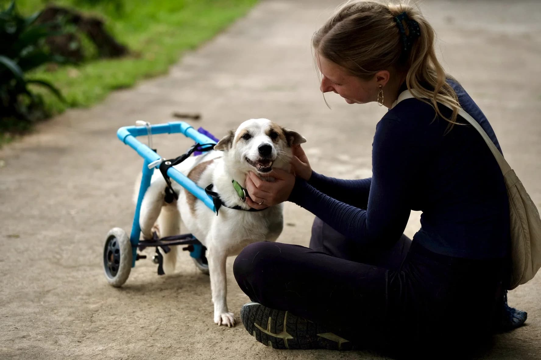 Volunteer with a rescued dog in a wheelchair at the sanctuary