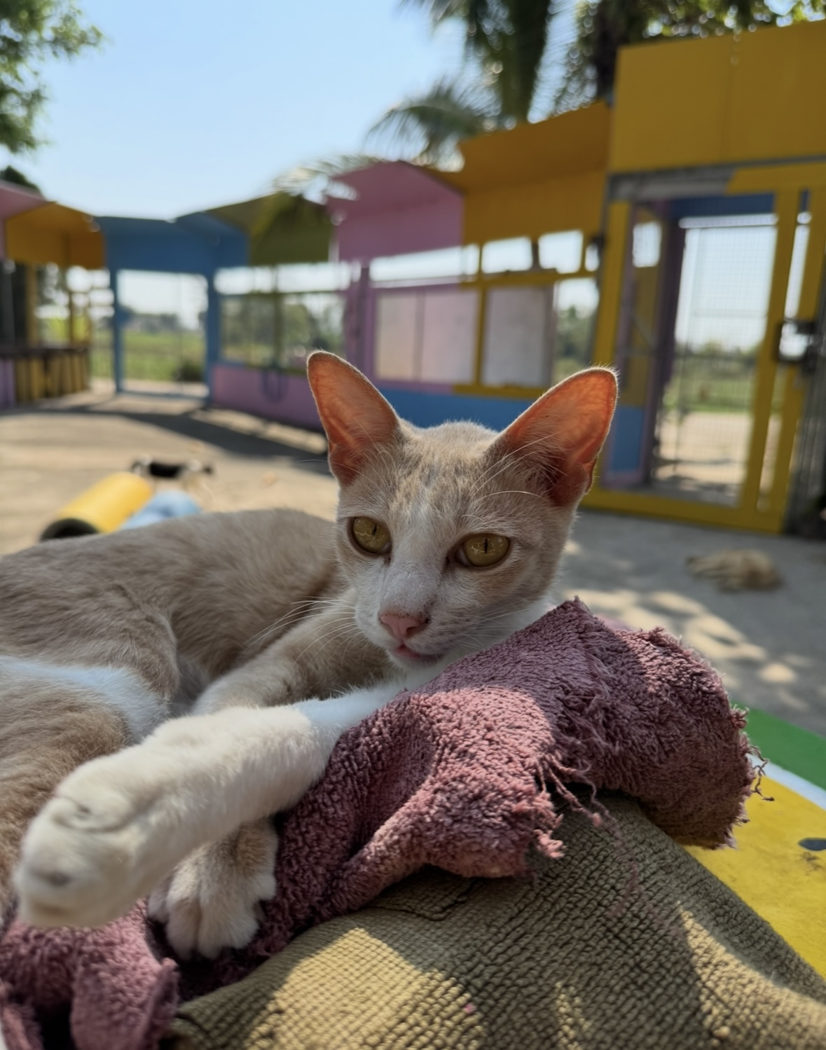 Asielhonden en katten