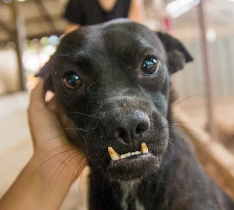 Care for a rescued dog