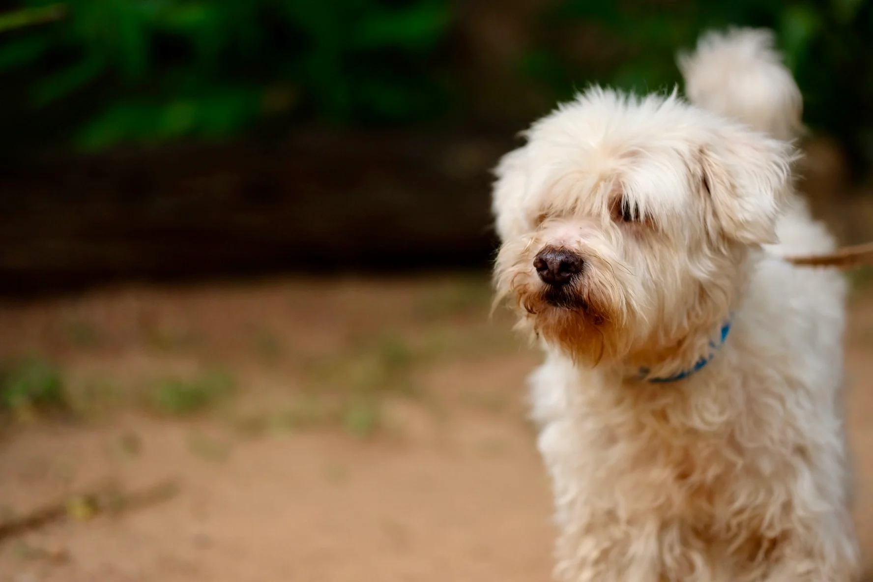 Fluffy rescued dog at the sanctuary