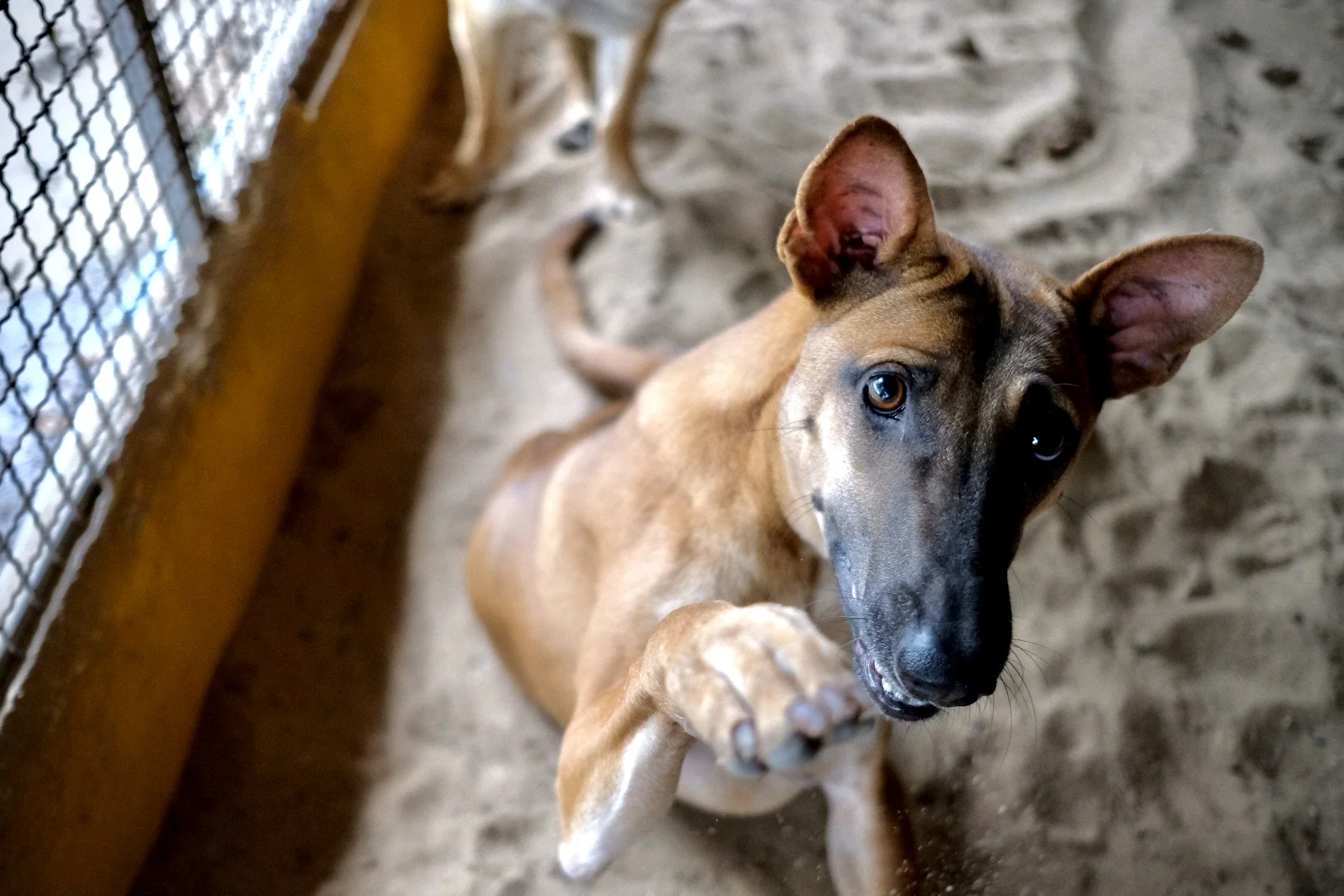 Rescued dog waiting for a home
