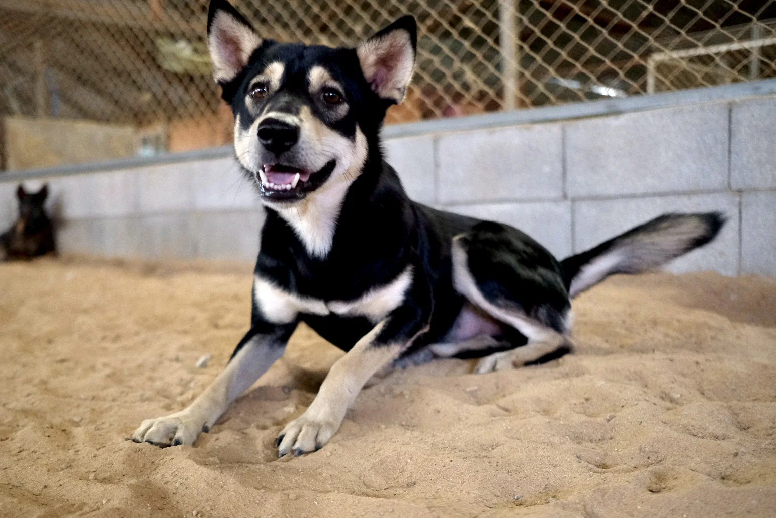 Happy rescued dog on the sand