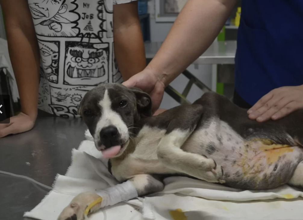 Rescued dog receiving veterinary care at the sanctuary