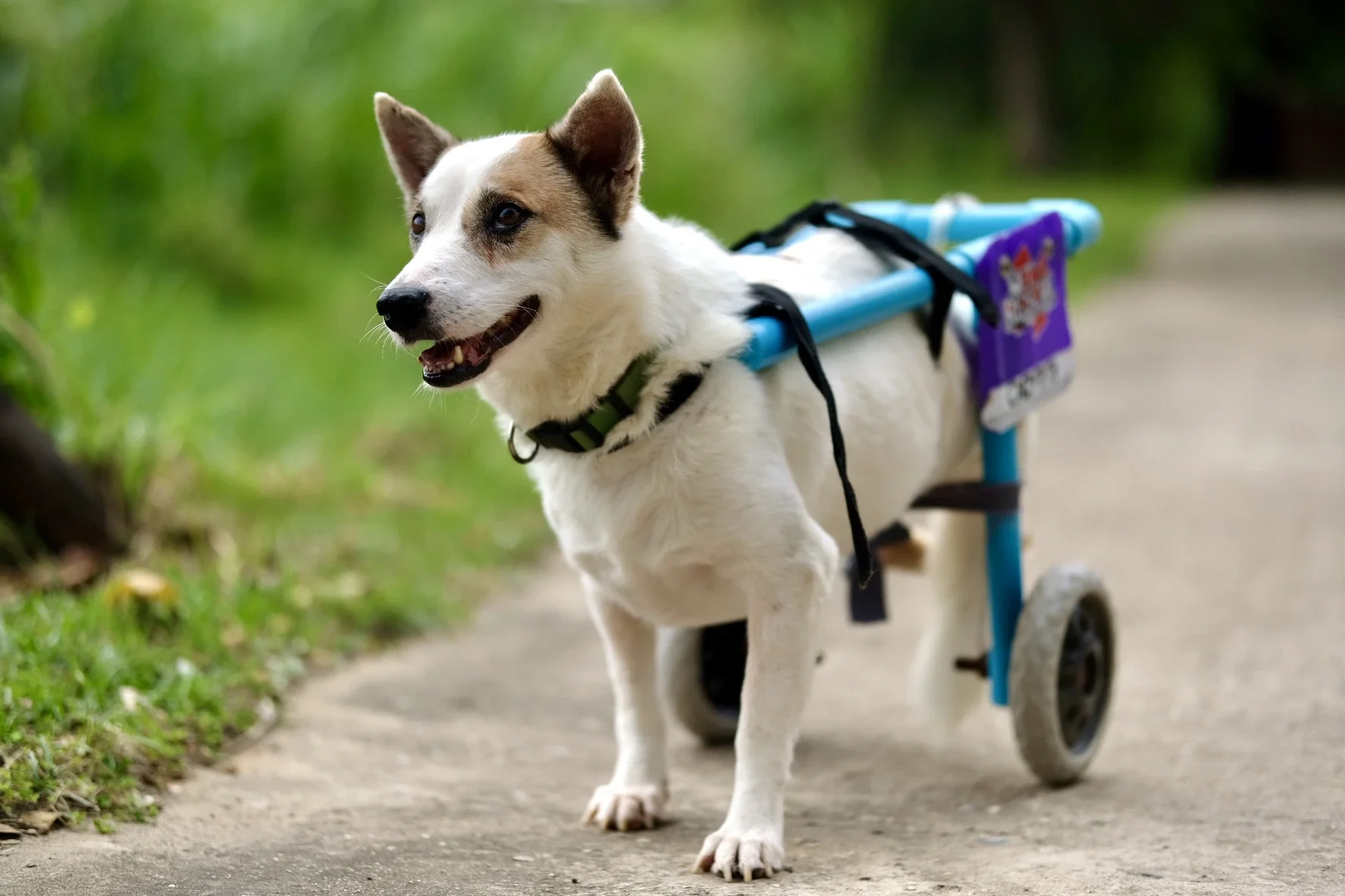 Rescued dog with wheelchair
