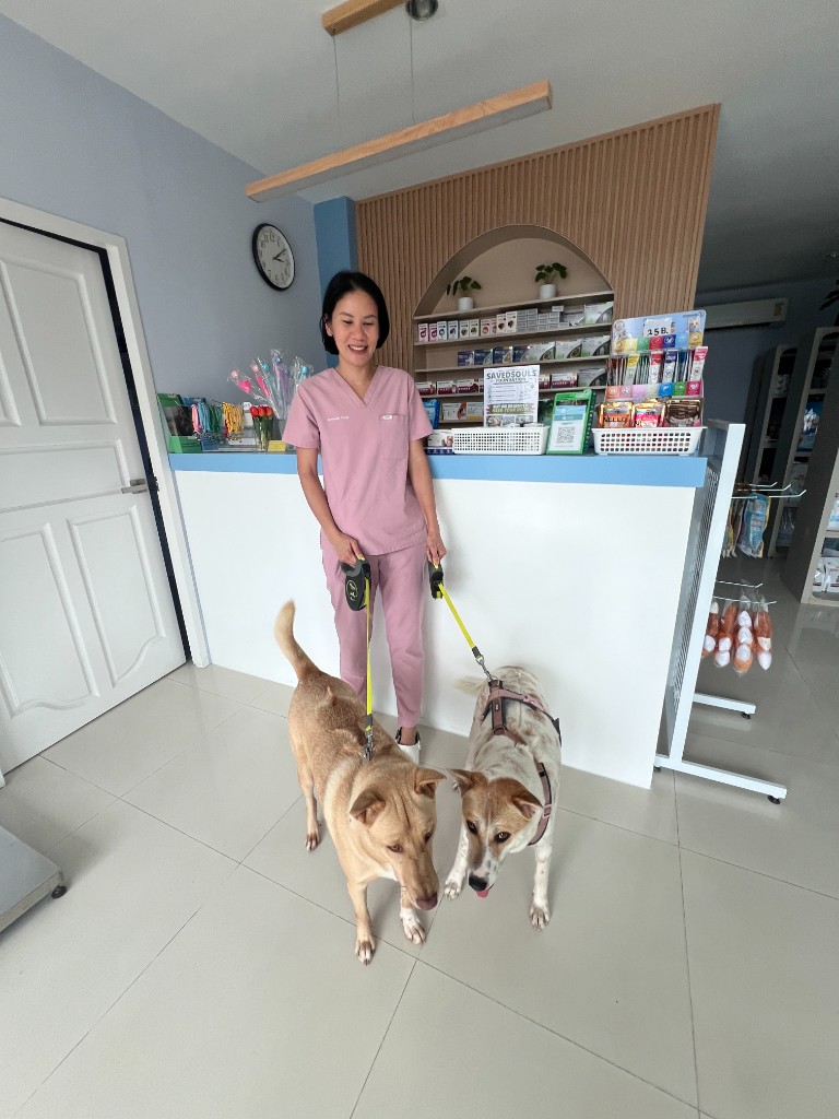 Caja de donaciones Saved Souls en Layan Vet Clinic, Phuket