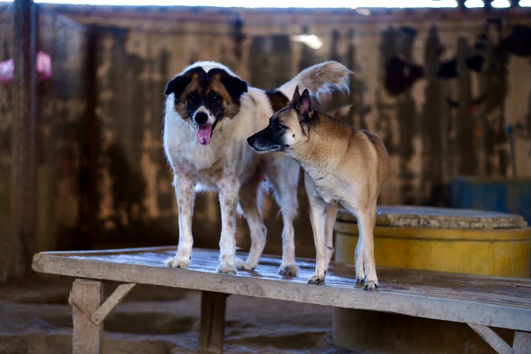 Two rescued dogs at the sanctuary